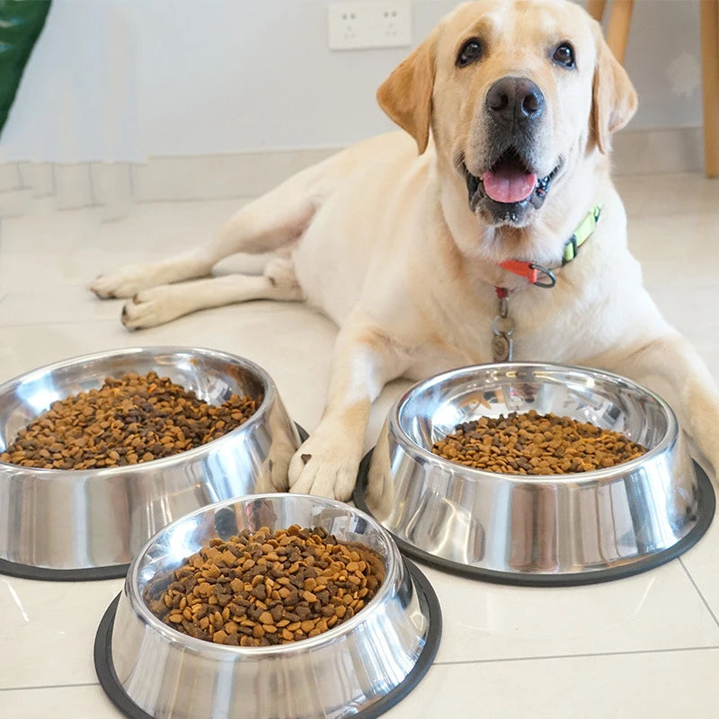 Dogs Eating Bowls