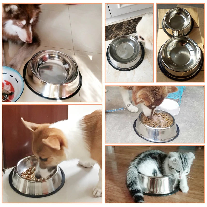 Dog Dishes