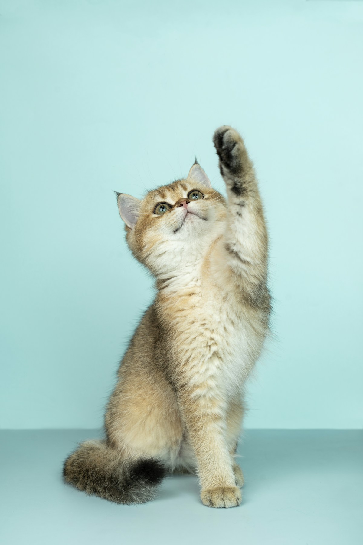 A golden cat raising one paw