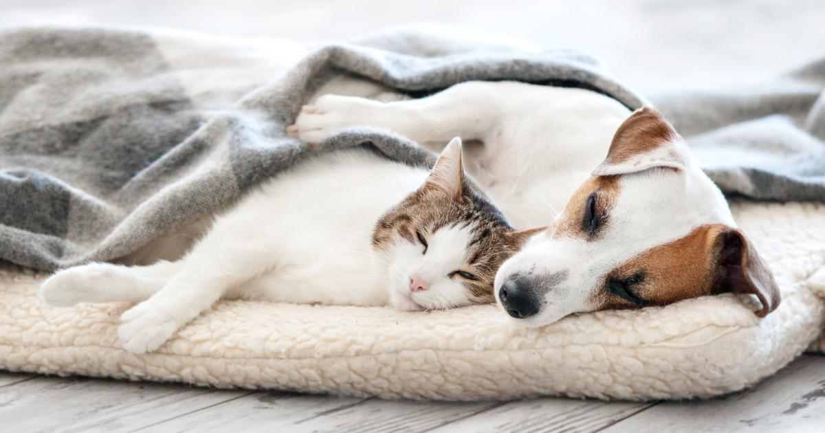 A dog and cat resting together