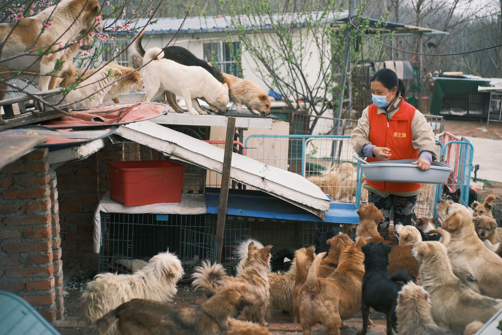 An animal rescue volunteer feeding a group of dogs